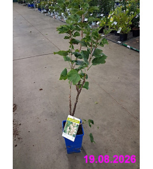 Ribes rubrum 'Zitavia' RP 1,6 L
